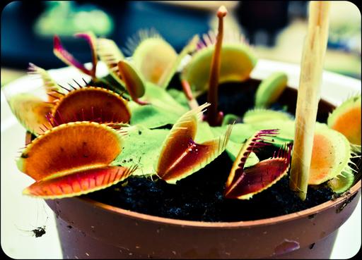 Обо всем - Обзор Dionaea muscipula